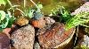 Building A Natural Pond Part 3 Liner Temporary Filters U0026 Wildlife Visits Elk Or Moose